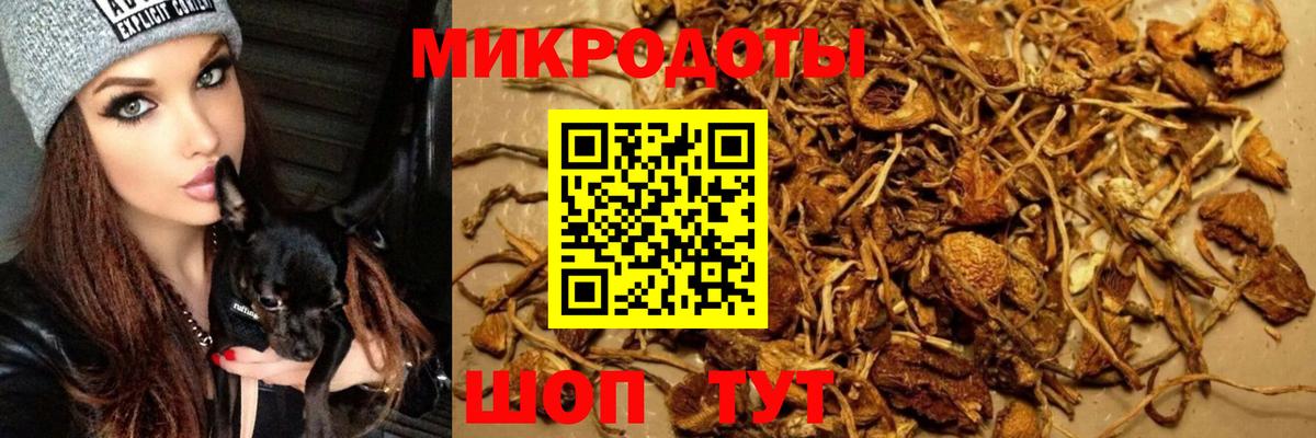 Галлюциногенные грибы Cubensis  Вход с VPN  Котовск 